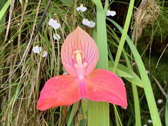 Disa uniflora