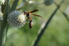 Mischocyttarus drewseni