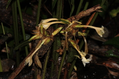 Goeppertia elliptica
