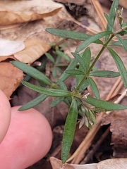 Galium uniflorum