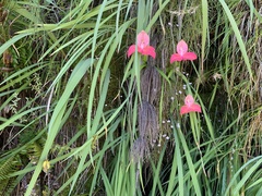 Disa uniflora