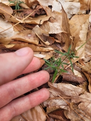 Galium uniflorum