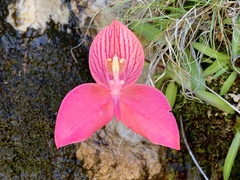 Disa uniflora