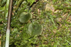Trichomanes punctatum