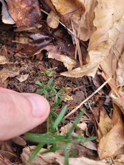 Galium uniflorum