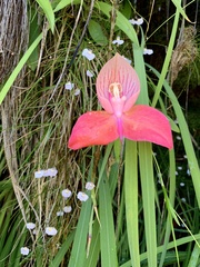 Disa uniflora