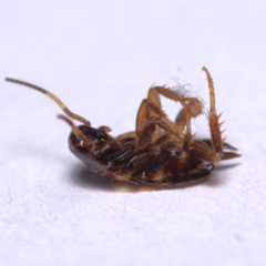 Periplaneta fuliginosa