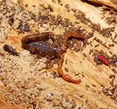 Wood Scorpion