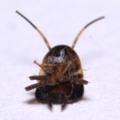 Periplaneta fuliginosa