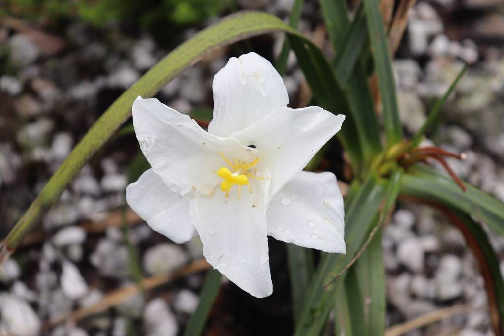 Vellozia strangii