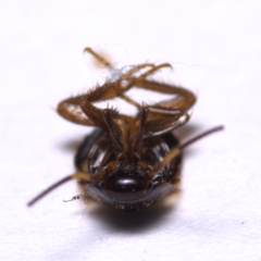 Periplaneta fuliginosa