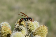 Polistes billardieri