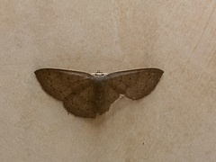 Cyclophora obstataria