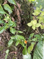 Capsicum frutescens