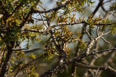 Arceuthobium oxycedri