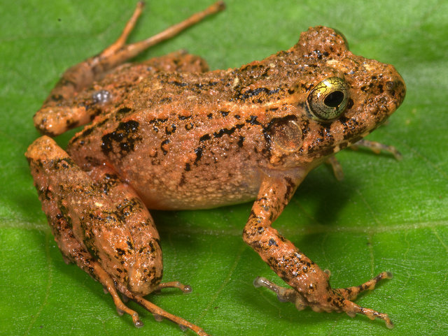 Carabaya Robber Frog