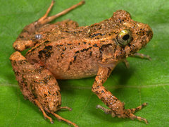 Oreobates granulosus