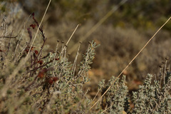 Santolina chamaecyparissus