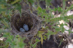 Sporophila caerulescens