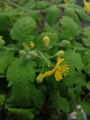 Chelidonium majus