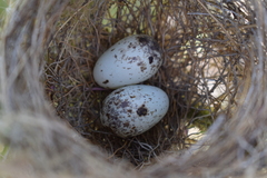 Sporophila caerulescens