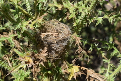 Sporophila caerulescens