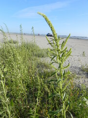 Amaranthus tuberculatus