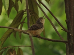 Prinia polychroa