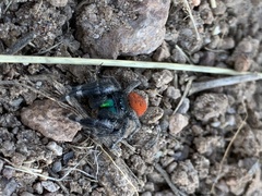Phidippus ardens