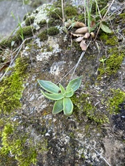 Dudleya lanceolata