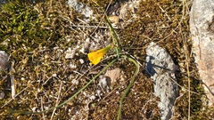 Narcissus bulbocodium