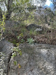 Dudleya pulverulenta