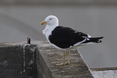 Larus dominicanus