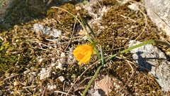 Narcissus bulbocodium