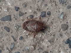Acrophyma cumingii