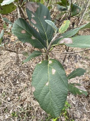 Cordia dodecandra