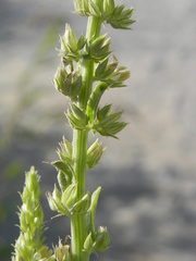 Amaranthus tuberculatus