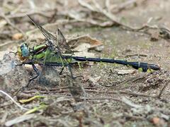 Gomphurus septima delawarensis