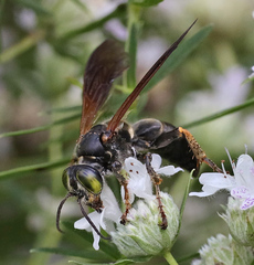 Tachytes guatemalensis