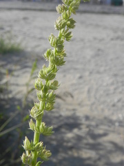 Amaranthus tuberculatus
