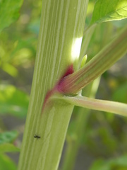 Amaranthus tuberculatus