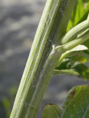 Amaranthus tuberculatus