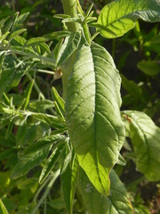 Amaranthus tuberculatus