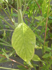 Amaranthus tuberculatus