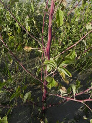 Amaranthus tuberculatus