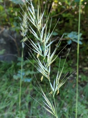 Barkworthia stillmanii