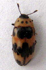 Ischyrus quadripunctatus