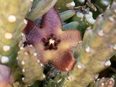 Stapelia hirsuta