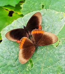 Biblis hyperia