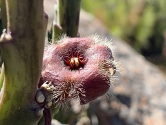 Stapelia hirsuta